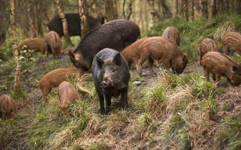 Growing Wild Boar Population Threatens Safety in Moroccan Oases