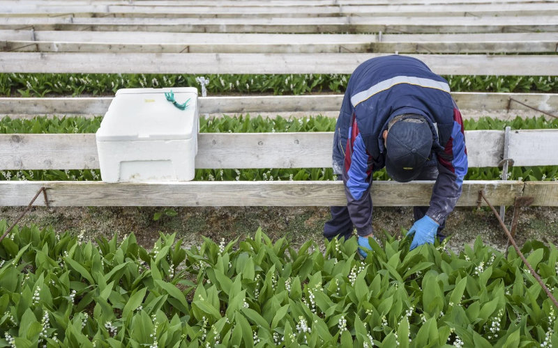Illegal Labor Ring Busted: Moroccan Farmworkers Exploited in French Agriculture Scheme