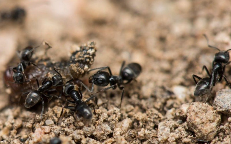 Invasive Supercolo ny of Biting Ants Terrorizes French Village, Defying Insecticides