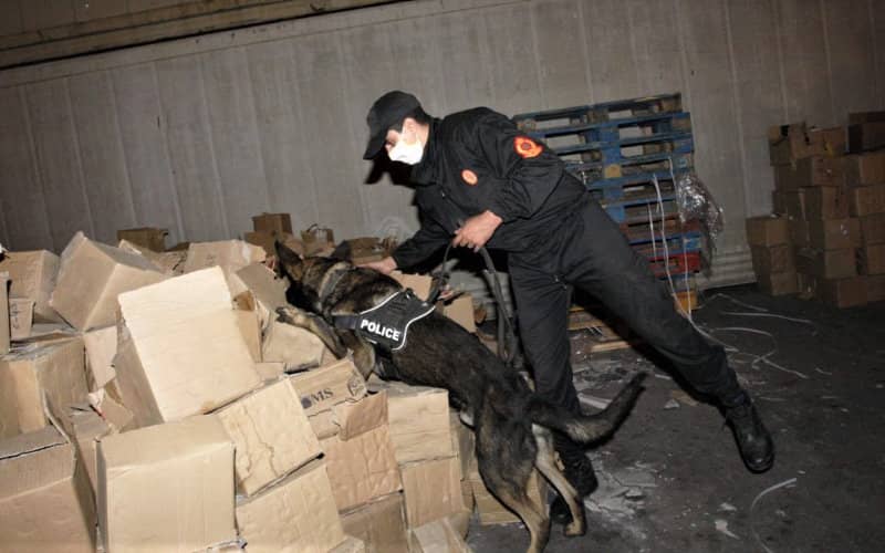 Major Drug Bust at Casablanca Port: Over 1 Ton of Cannabis Seized En Route to Europe
