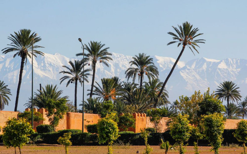 Marrakech Residents Outraged: Palm Tree Planting Sparks Climate Controversy