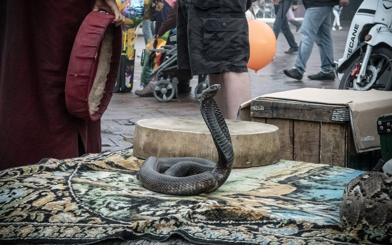 Marrakech Snake Charmers: Tourism Tradition Faces Animal Welfare Scrutiny