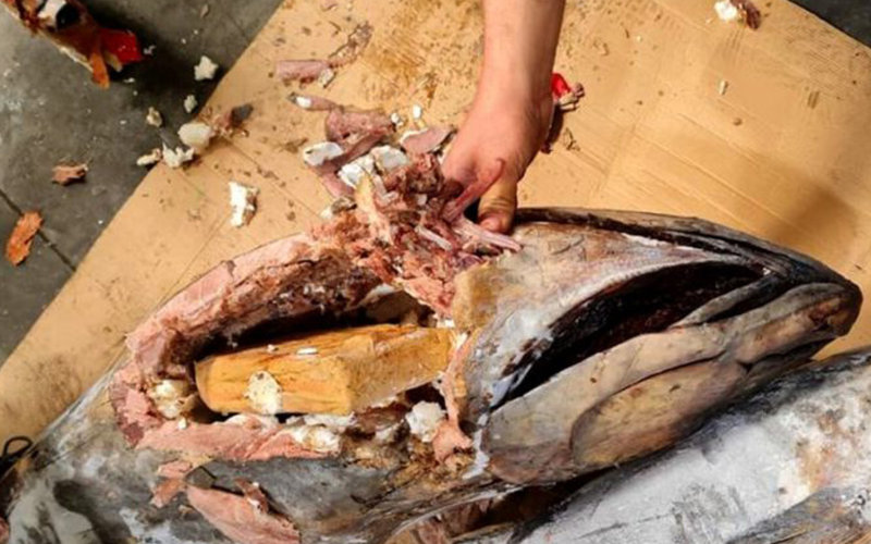 Massive Cocaine Bust: Drugs Hidden in Tuna Shipment at Moroccan Port