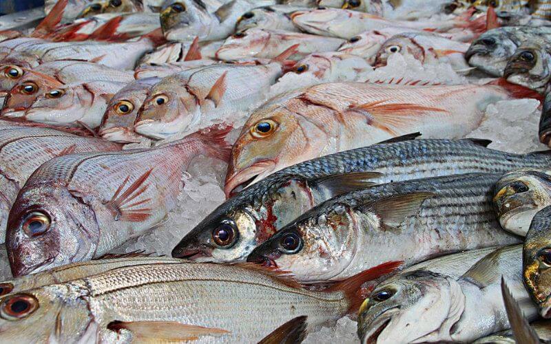 Melilla Faces Fish Shortage as Moroccan Imports Halt for Second Day