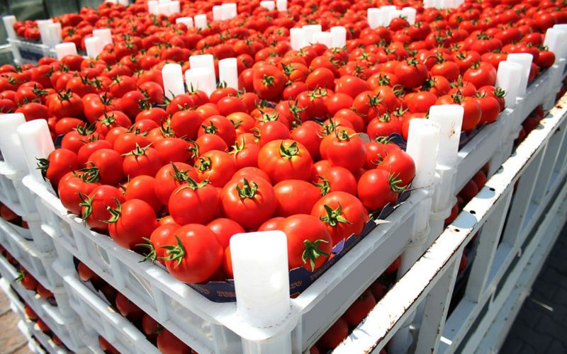 Metal Contamination Sparks EU-Wide Alert on Moroccan Cherry Tomatoes