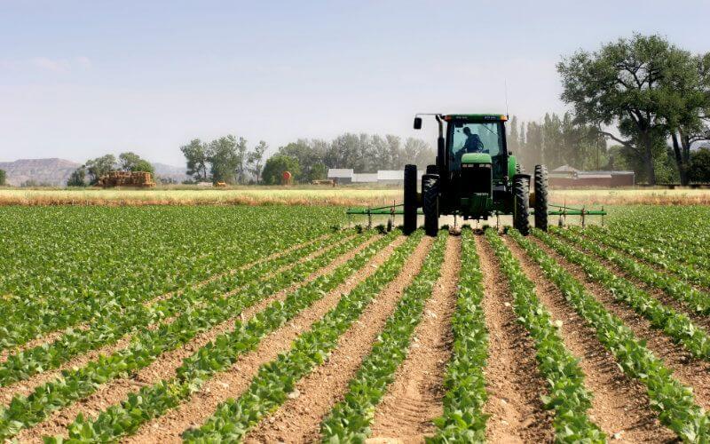 Moroccan Agriculture Exports Surge 8% Despite Pandemic and Drought Challenges