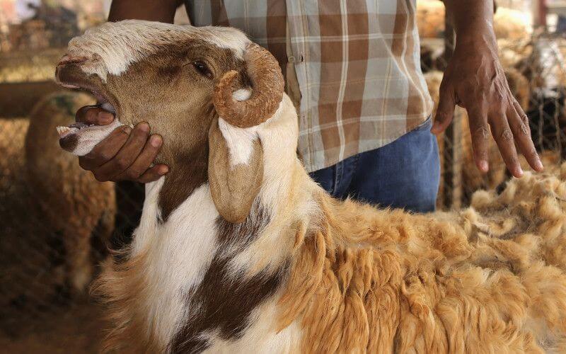 Moroccan Authorities Seize Counterfeit Veterinary Drugs Ahead of Eid al-Adha