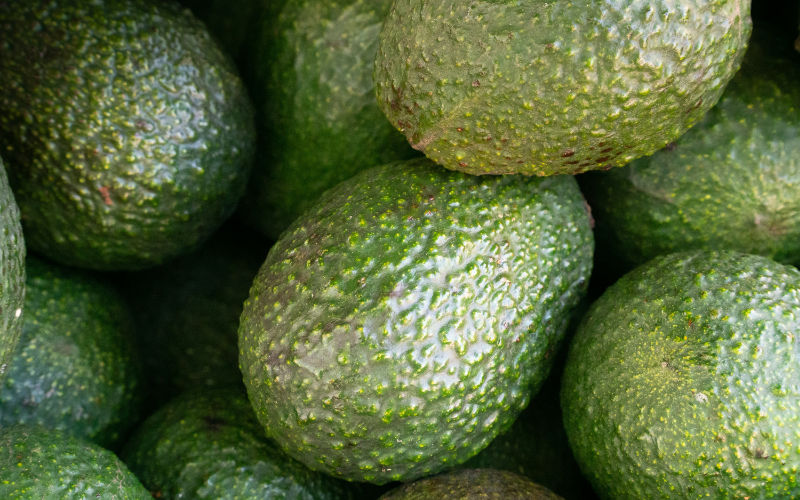 Moroccan Avocado Industry Faces 25% Loss Amid Heatwave, Exports Remain Steady