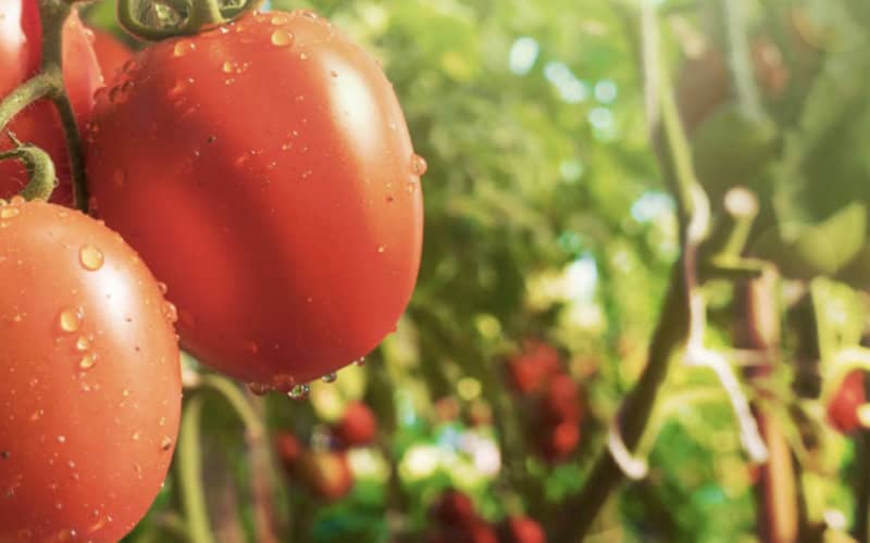 Moroccan Cherry Tomatoes Defy Inflation, Maintain Low Prices in French Supermarkets