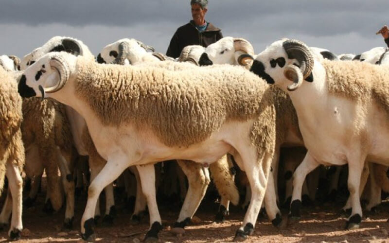 Moroccan Eid Al-Adha: Sardi Sheep Prices Drop Amid Health Crisis
