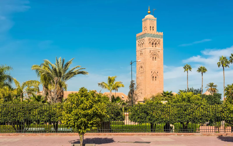 Moroccan Environmental Group Battles Urban Palm Tree Expansion
