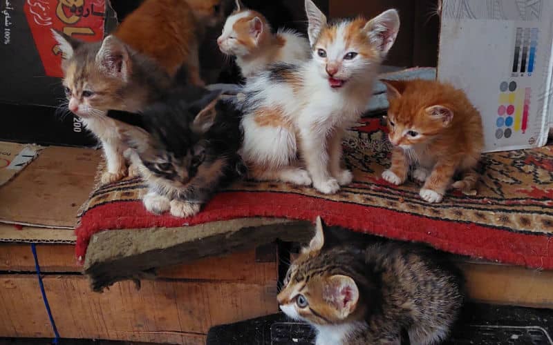 Moroccan Rescue Cats Seek Forever Homes in UK Adoption Drive