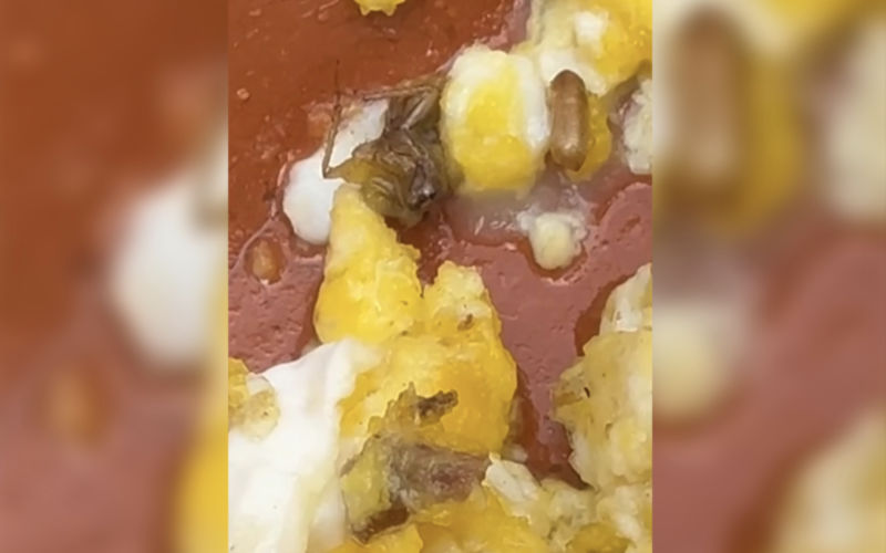 Moroccan Restaurant Scandal: Cockroach in Tagine Sparks Food Safety Outrage