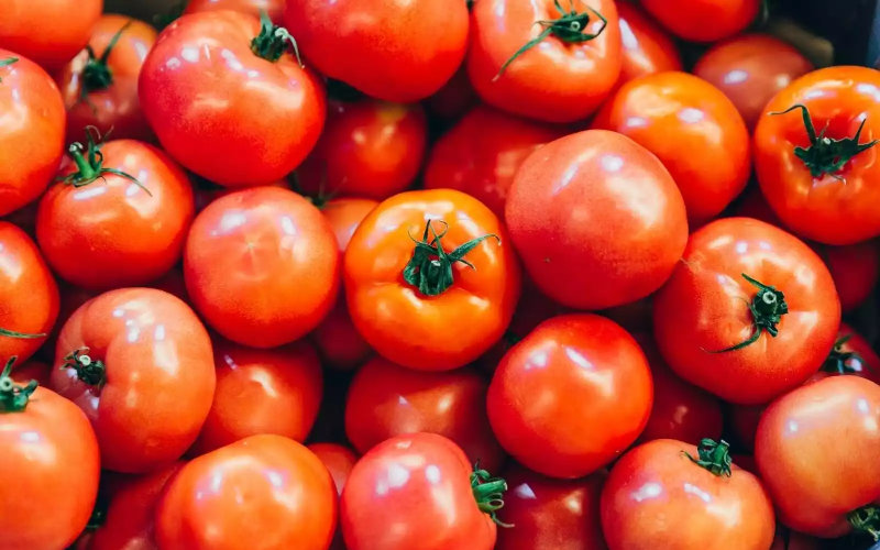 Moroccan Tomato Exports Surge, Challenging Spanish Producers in European Markets