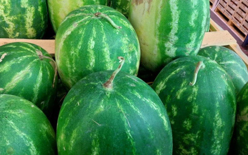 Moroccan Watermelon Exports to EU Plummet 50% in Early 2024
