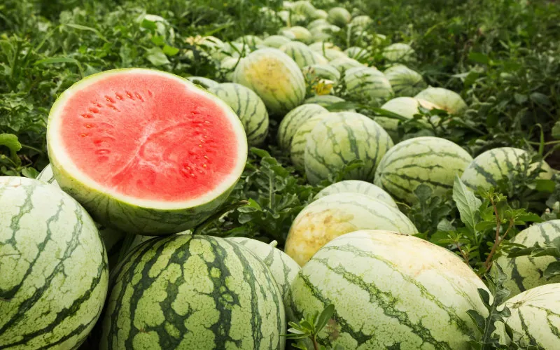 Moroccan Watermelon Exports Surge Despite Climate Challenges, Outpacing European Rivals