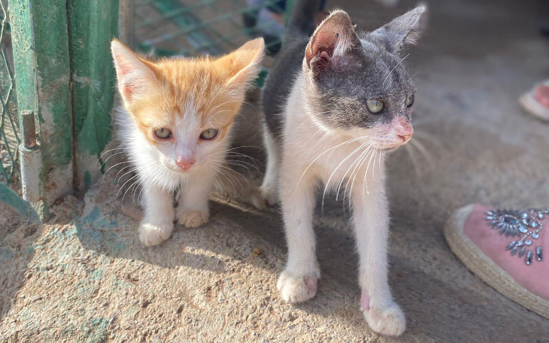 Moroccan Woman's Shelter Rescues 200 Stray Cats Near Rabat