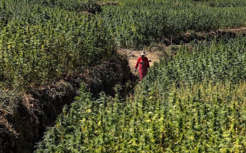 Morocco Aims to Dominate EU Medical Cannabis Market, Eyeing Billions in Revenue