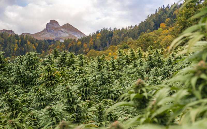 Morocco Approves First Cannabis Seed Imports for Legal Cultivation