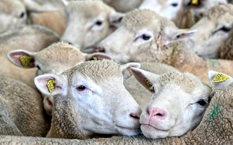 Morocco to Ban Slaughter of Female Sheep to Protect National Herd
