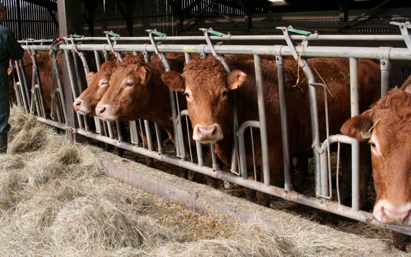 Morocco Bans UK Cattle and Beef Imports Amid Disease Concerns