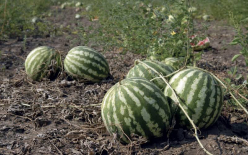 Morocco Bans Water-Intensive Red Watermelon Farming Amid Severe Drought