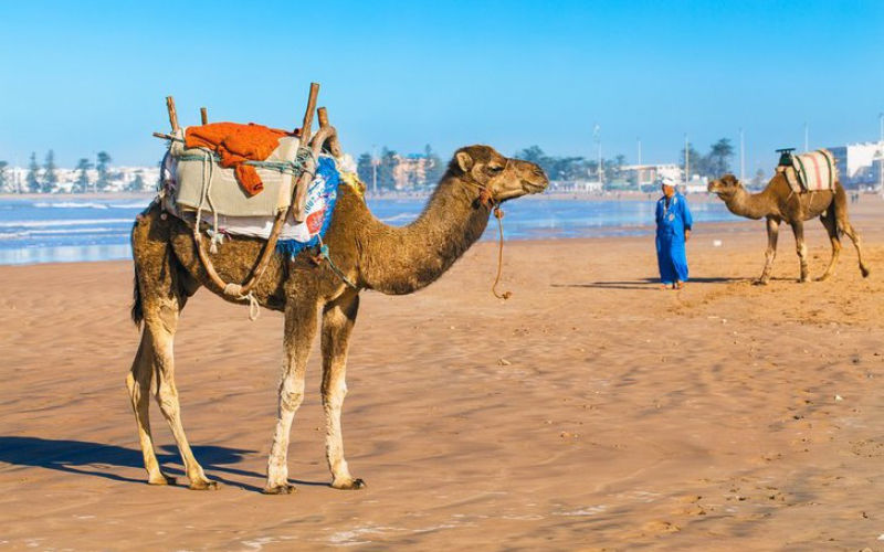 Morocco Beach Tourism Marred by Animal Attractions, Vacationers Complain