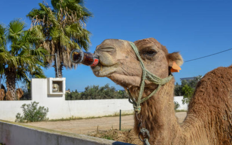 Morocco Braces for Extreme Heat Wave as Temperatures Near 50°C (122°F)