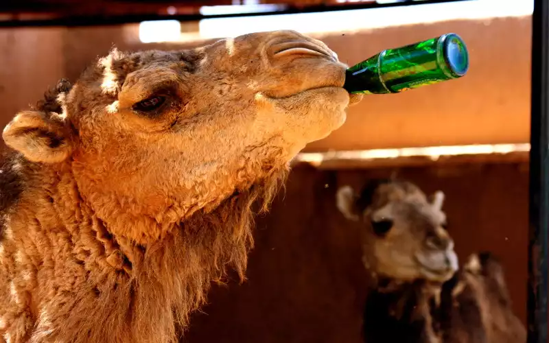 Morocco Braces for Extreme Heat Wave with Temperatures Set to Soar to 47°C