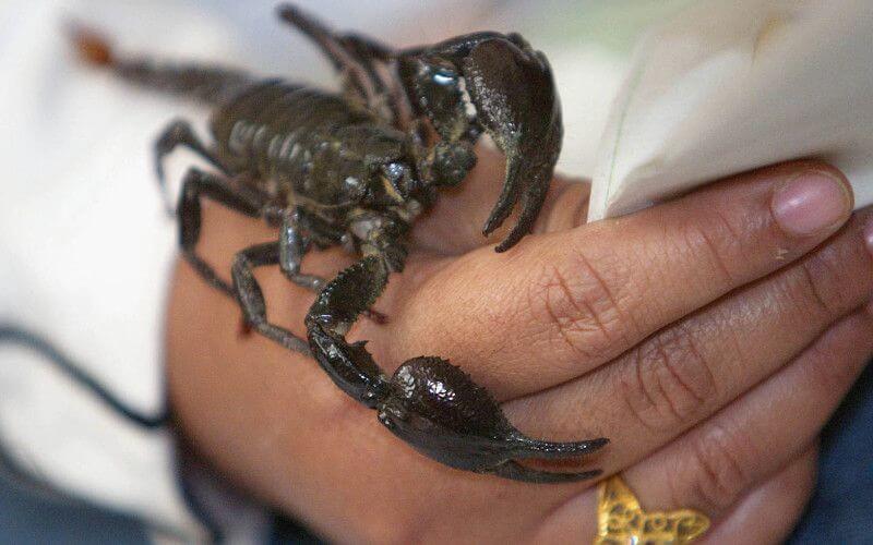 Morocco Braces for Scorpion Season as Summer Approaches, Health Ministry Takes Action