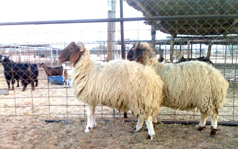 Morocco Cancels Eid al-Adha Sheep Slaughter Amid Soaring Prices and Drought