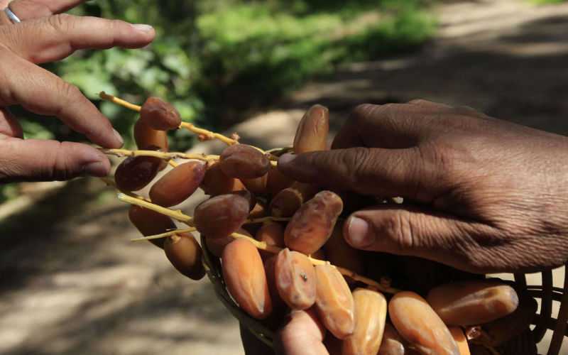 Morocco Considers Ban on Algerian Dates Amid Health Concerns Before Ramadan