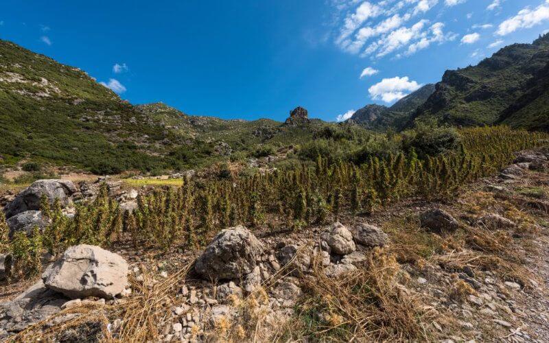 Morocco Considers Bills to Legalize Cannabis Cultivation and Grant Amnesty to Growers