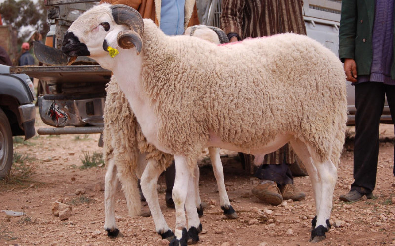 Morocco Considers Canceling Eid al-Adha Amid Livestock Concerns