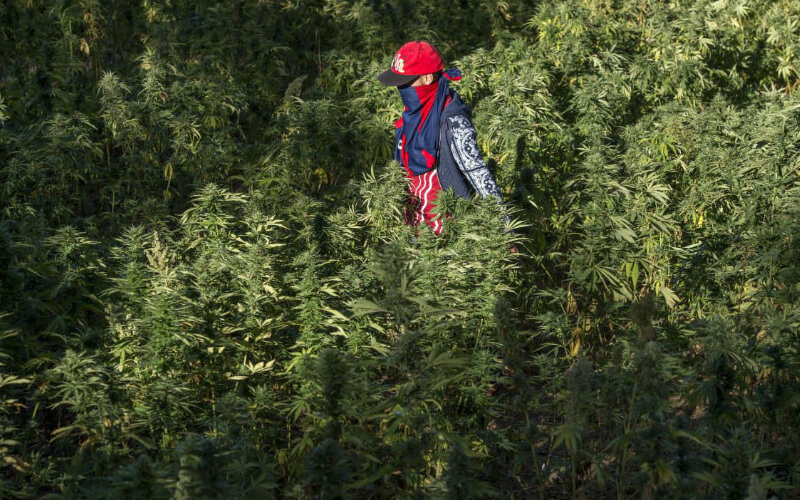 Morocco Considers Cannabis Legalization as Experts Push for Reform