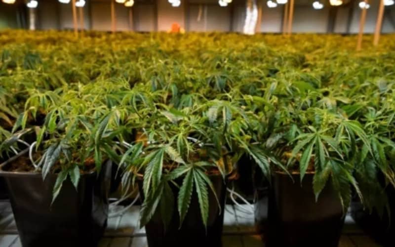 Morocco Cracks Down on Water-Intensive Cannabis Strains Amid Drought Concerns