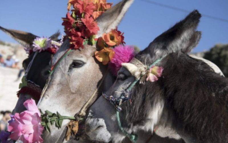 Morocco Crowns First Female "Miss Donkey" in Historic Festibaz Competition