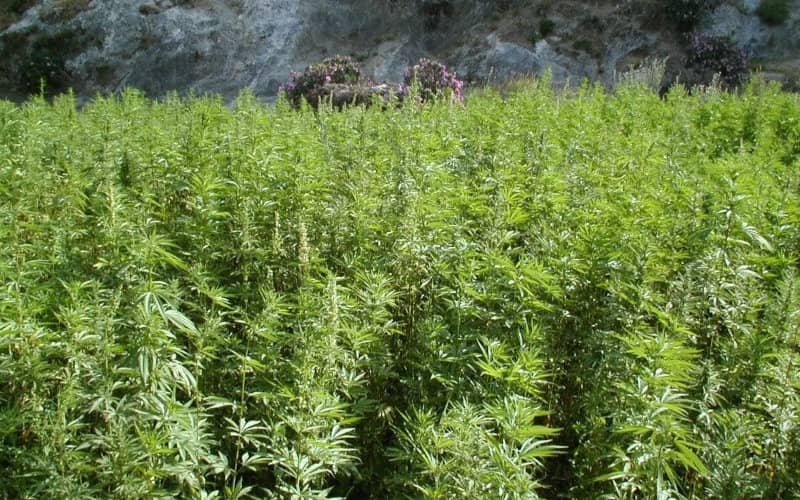 Morocco Delays Vote on Cannabis Legalization Bill