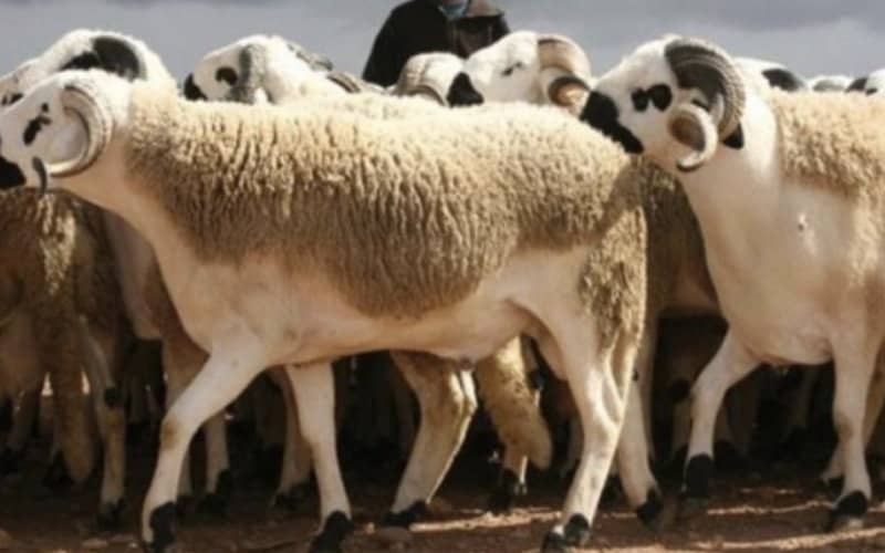 Morocco Denies Rumors of Government Aid for Eid Al-Adha Celebrations
