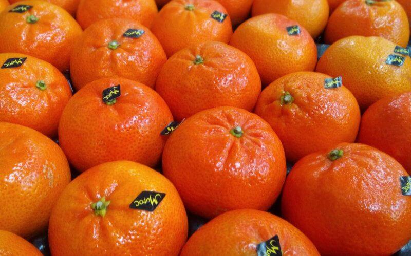 Morocco Dominates Spain's Fruit and Vegetable Imports, Exports Rise 4% in Q1