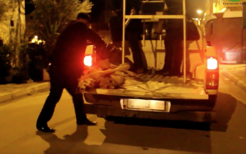 Morocco Faces Outcry Over Brutal Culling of Stray Dogs and Puppies