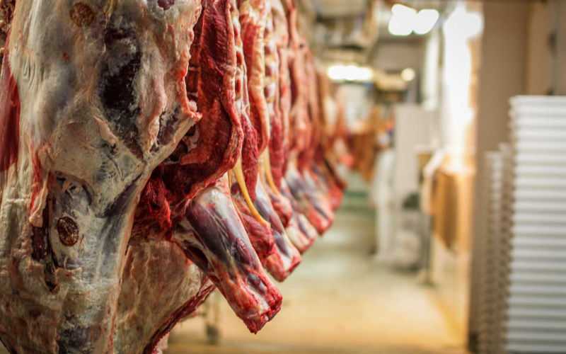 Morocco Imports Brazilian Cattle to Combat Rising Meat Prices