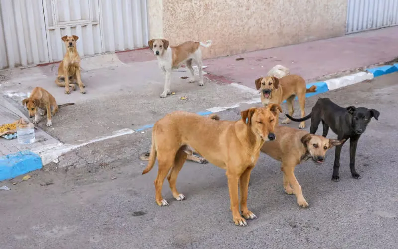 Morocco Intensifies Efforts to Combat Stray Dog Problem, Citing Public Health Concerns
