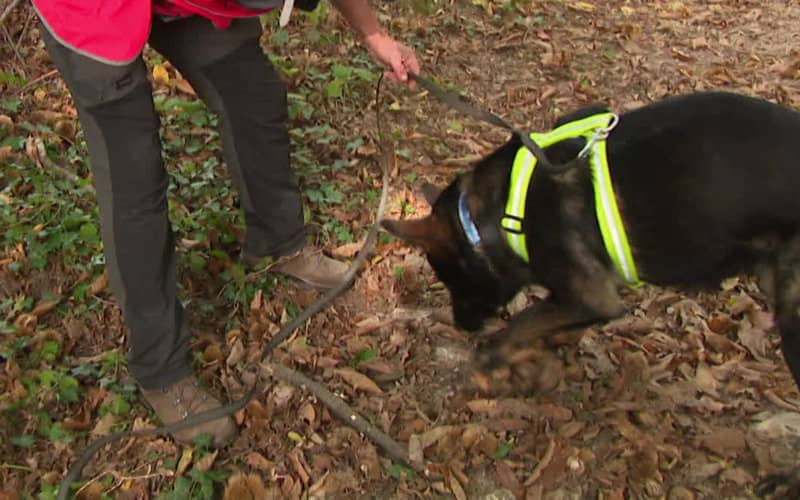 Morocco Introduces Sniffer Dogs to Detect Water Leaks in Rabat Region