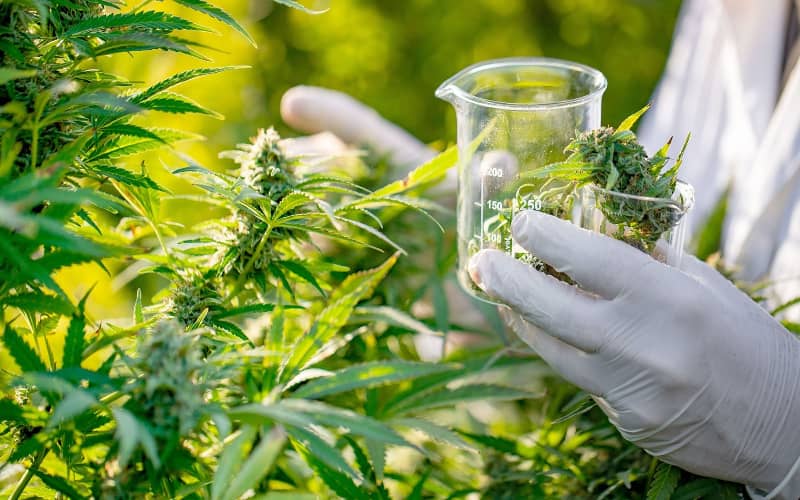 Morocco Issues First Licenses for Legal Cannabis Production and Export