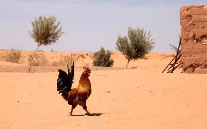 Morocco Issues Orange Alert as Heatwave Sweeps Across Multiple Regions