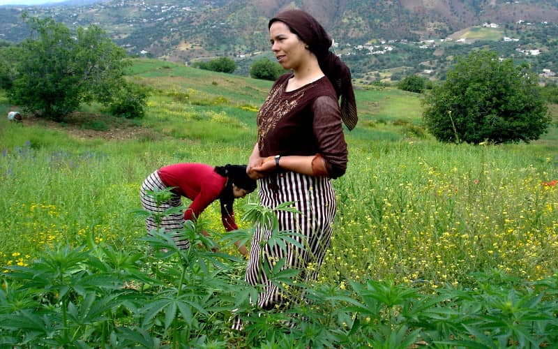 Morocco to Launch Training Program for Legal Cannabis Cultivation