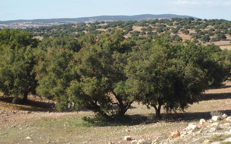 Morocco Launches 100-Hectare Argan Tree Planting Initiative in Tiznit Province