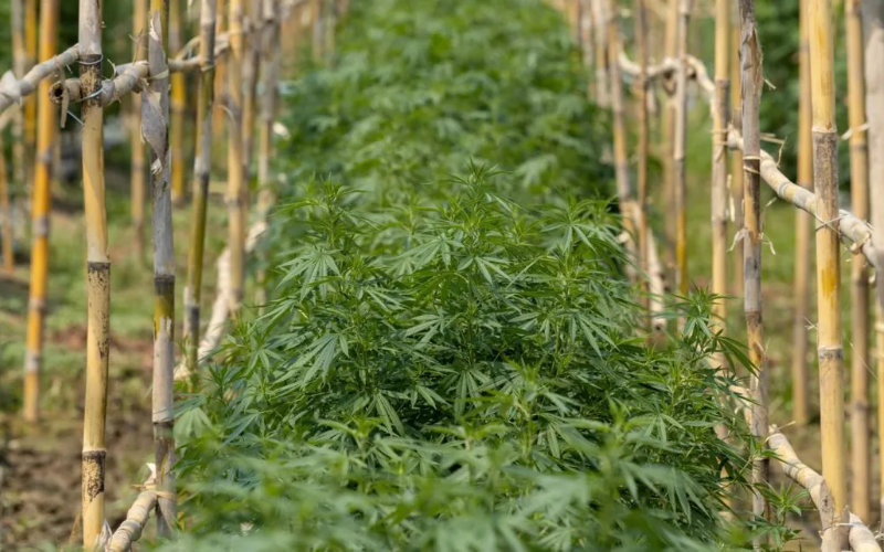 Morocco Launches Legal Medical Cannabis Cultivation Program