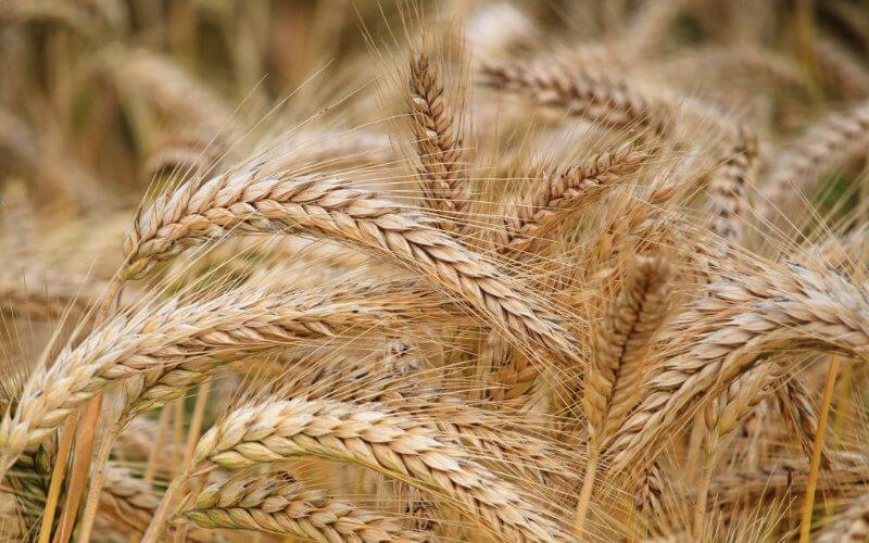 Morocco Launches Subsidized Barley Program for Drought-Affected Farmers